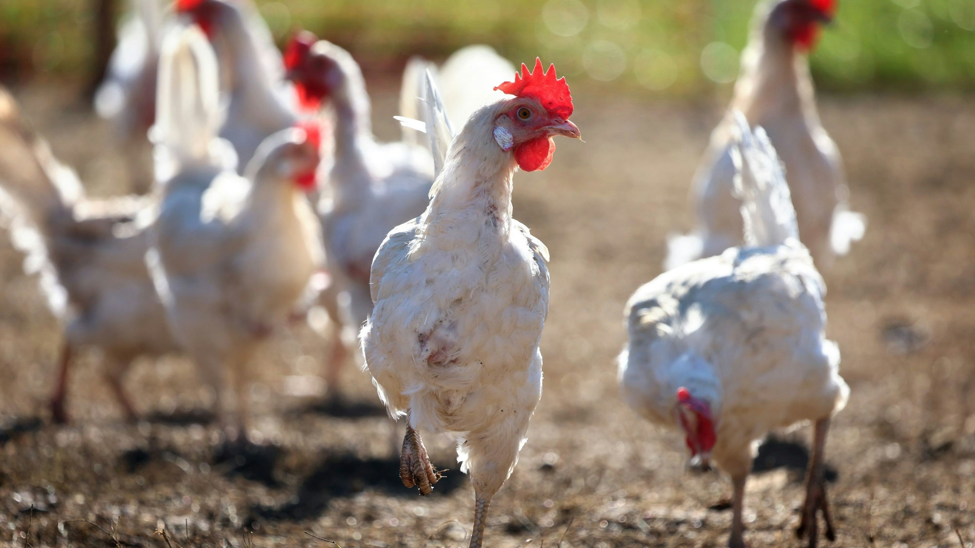 Bauernhöfe sind ein beliebtes Reiseziel für russische Urlauber und Urlauberinnen.