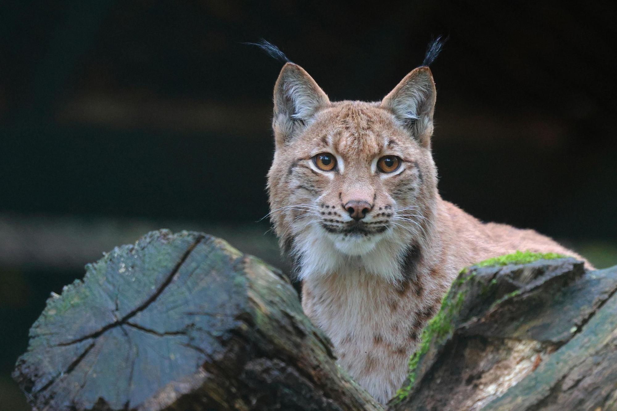 Anstehende Luchs-Hochzeit im Wuppertaler Zoo