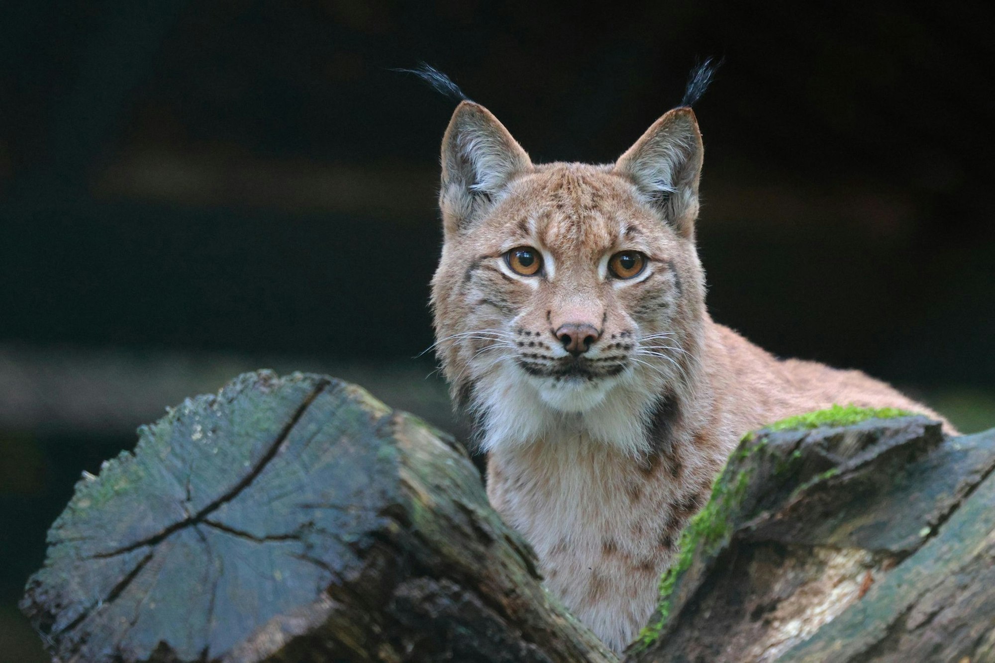 Anstehende Luchs-Hochzeit im Wuppertaler Zoo