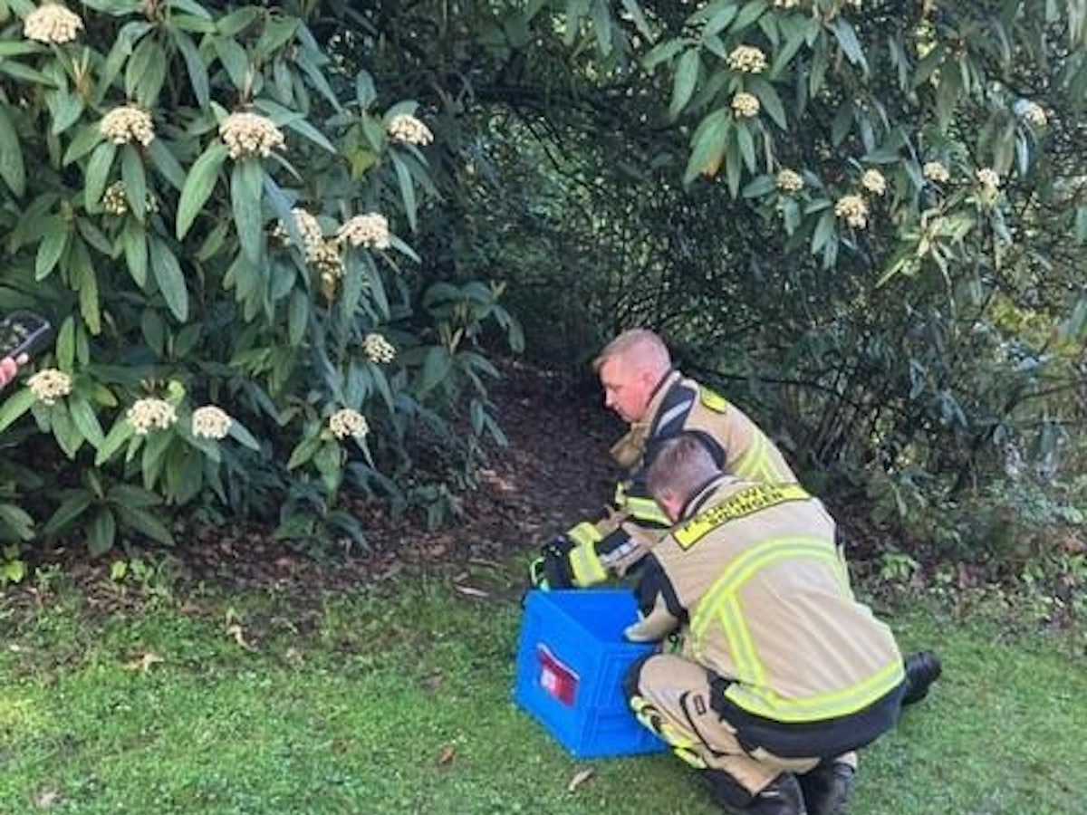 Neun kleine Entenküken in einer Kiste.