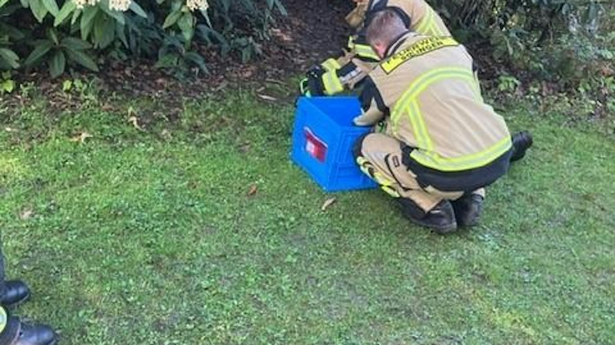 Neun kleine Entenküken in einer Kiste.