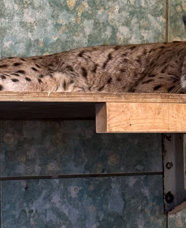 Anstehende Luchs-Hochzeit im Wuppertaler Zoo