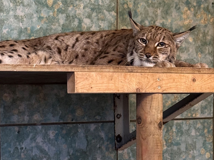 Anstehende Luchs-Hochzeit im Wuppertaler Zoo
