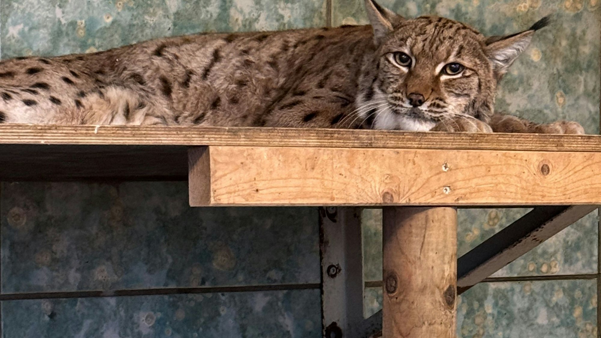 Anstehende Luchs-Hochzeit im Wuppertaler Zoo