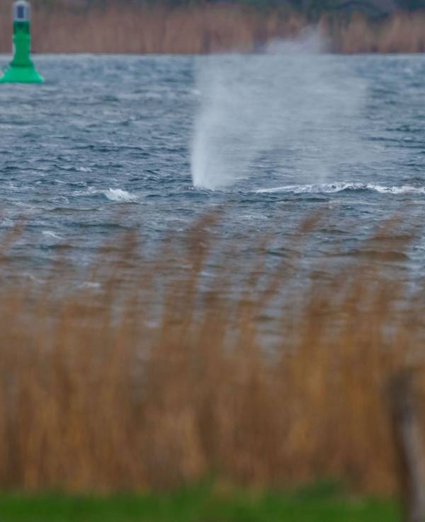 Der Buckelwal vor der Insel Poel schwimmt frei.