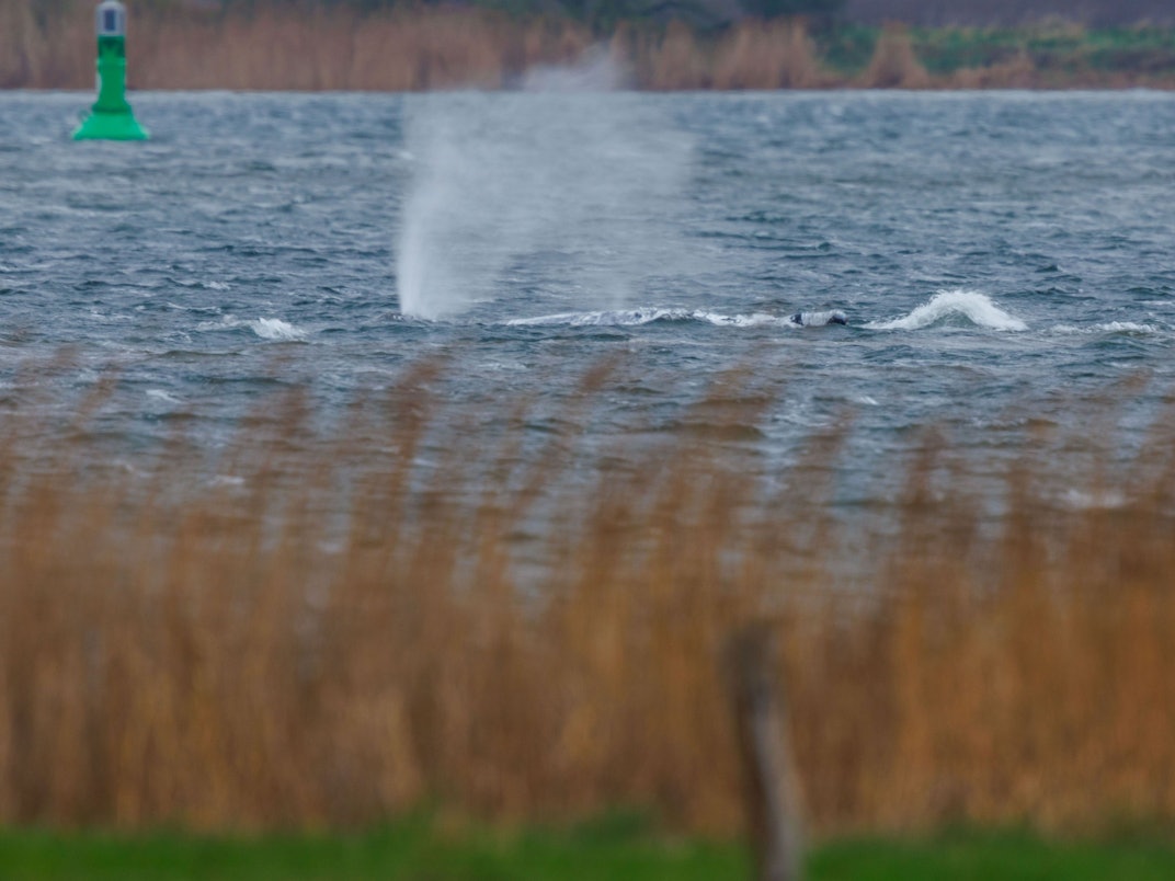 Der Buckelwal vor der Insel Poel schwimmt frei.