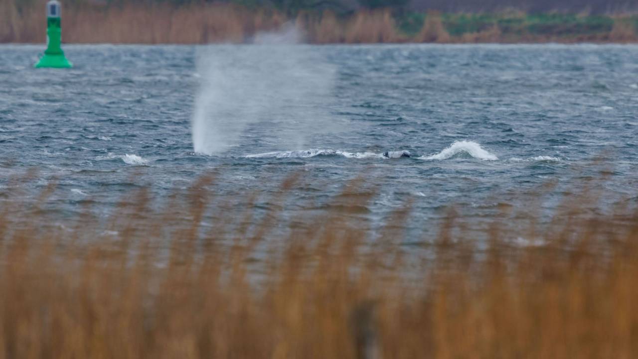 Der Buckelwal vor der Insel Poel schwimmt frei.