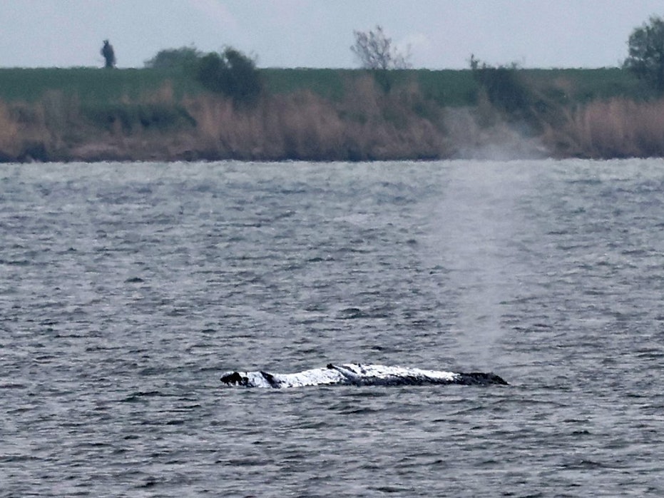 Der gestrandeten Wal vor der Ostseeinsel Poel stößt eine Luft-Wasser-Fontäne aus.
