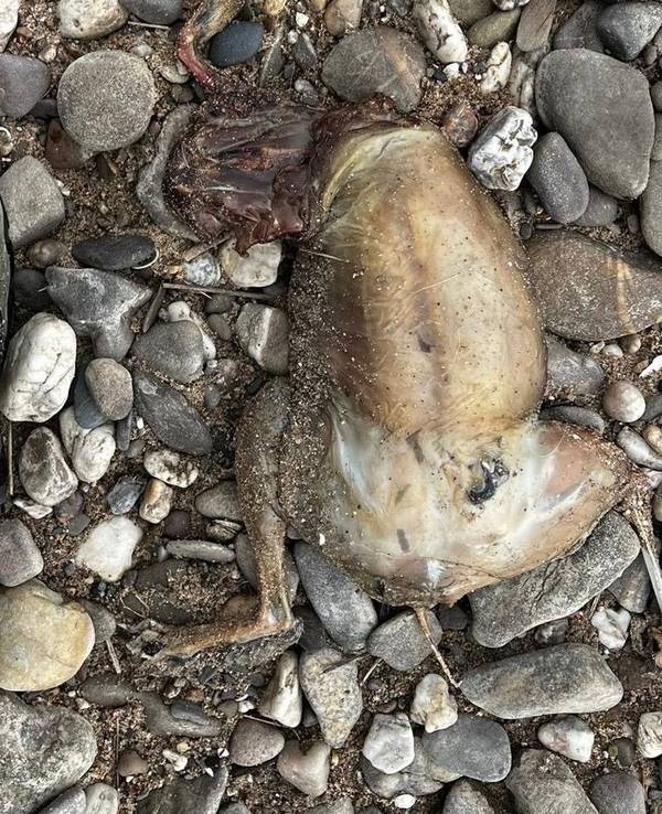 Ein Tierkadaver ohne Kopf liegt auf Kieselsteinen.