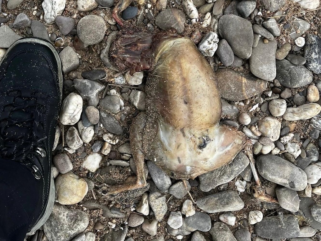 Ein Tierkadaver ohne Kopf liegt auf Kieselsteinen.