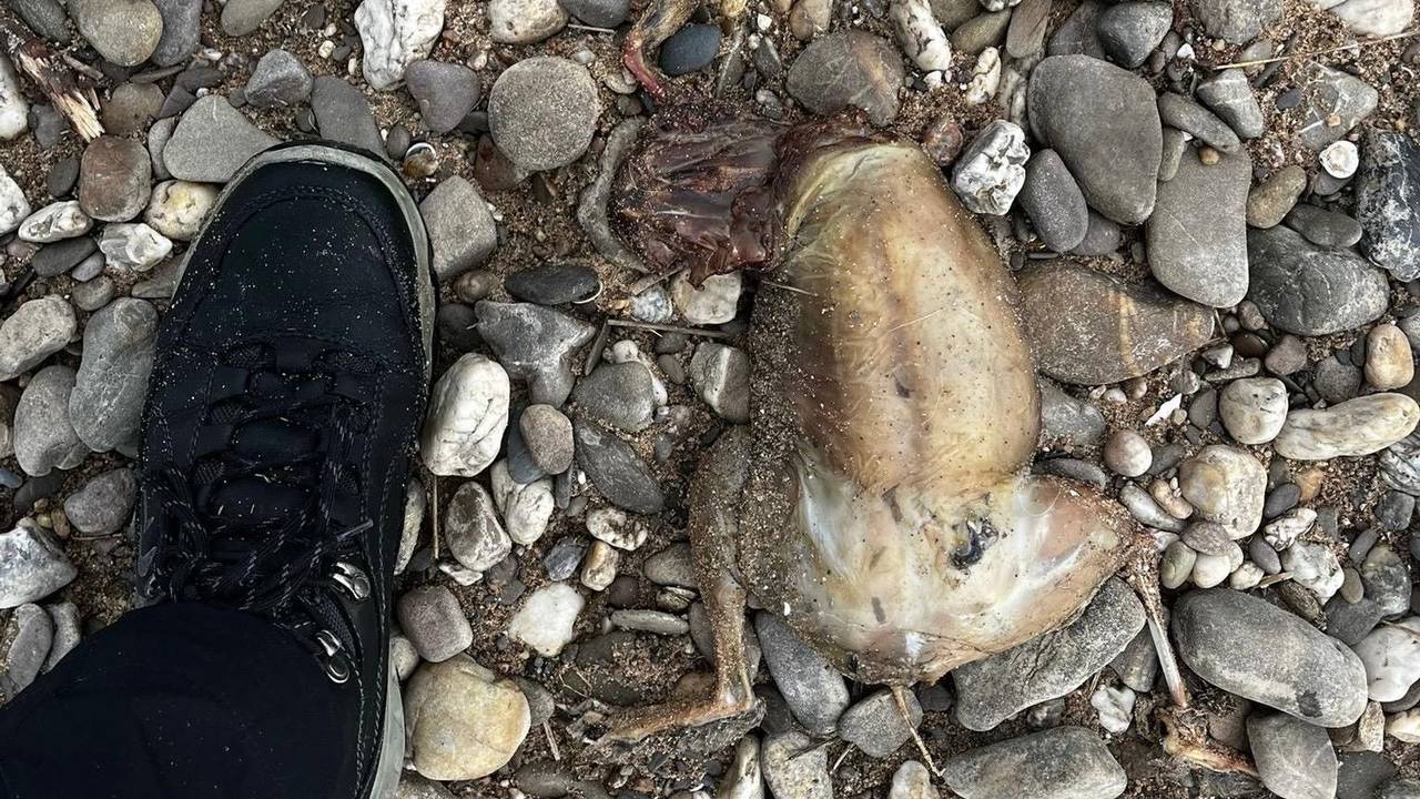 Ein Tierkadaver ohne Kopf liegt auf Kieselsteinen.