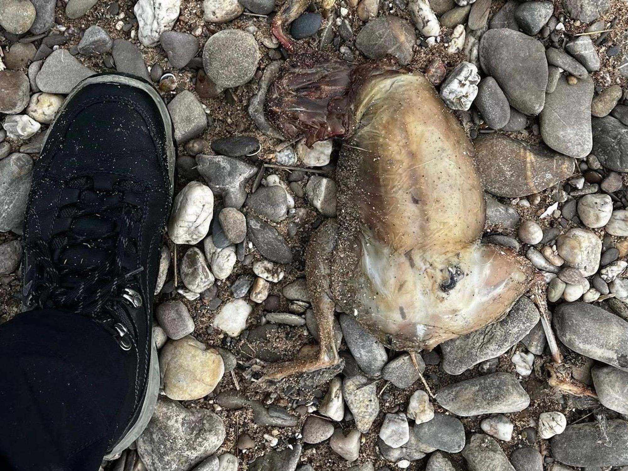 Ein Tierkadaver ohne Kopf liegt auf Kieselsteinen.