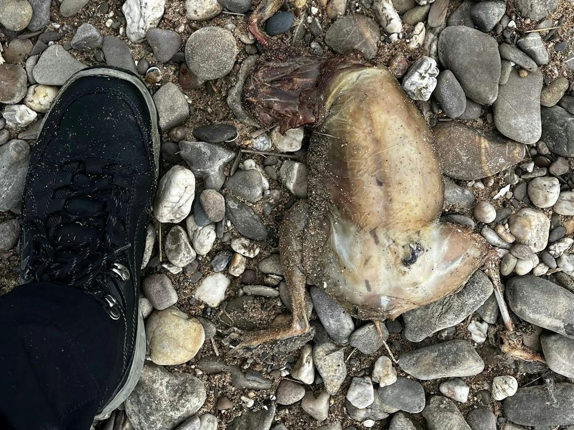 Ein Tierkadaver ohne Kopf liegt auf Kieselsteinen.