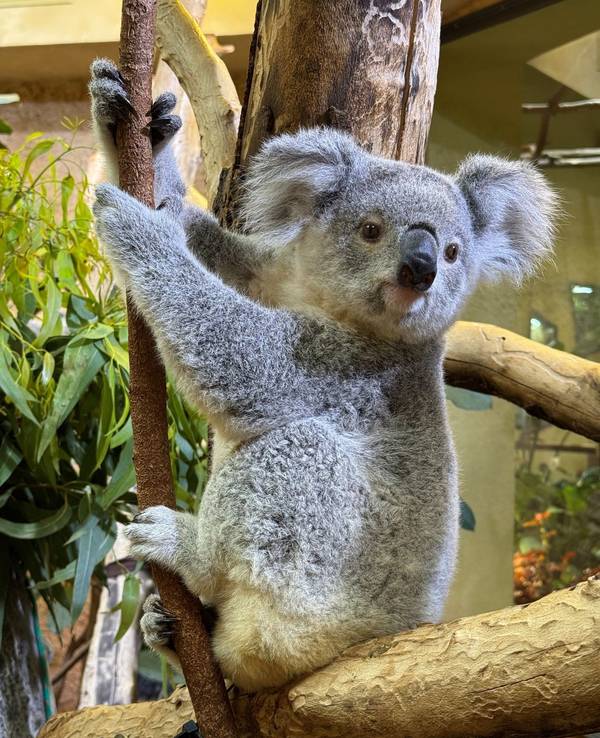 Koala-Weibchen Kiri zieht um