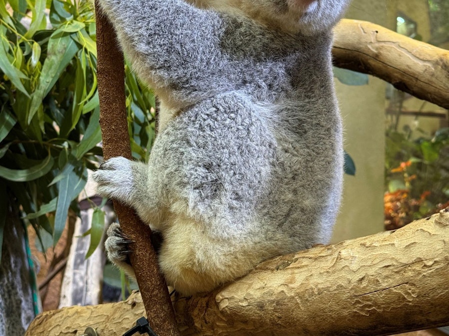 Koala-Weibchen Kiri zieht um