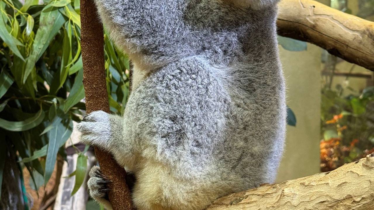 Koala-Weibchen Kiri zieht um