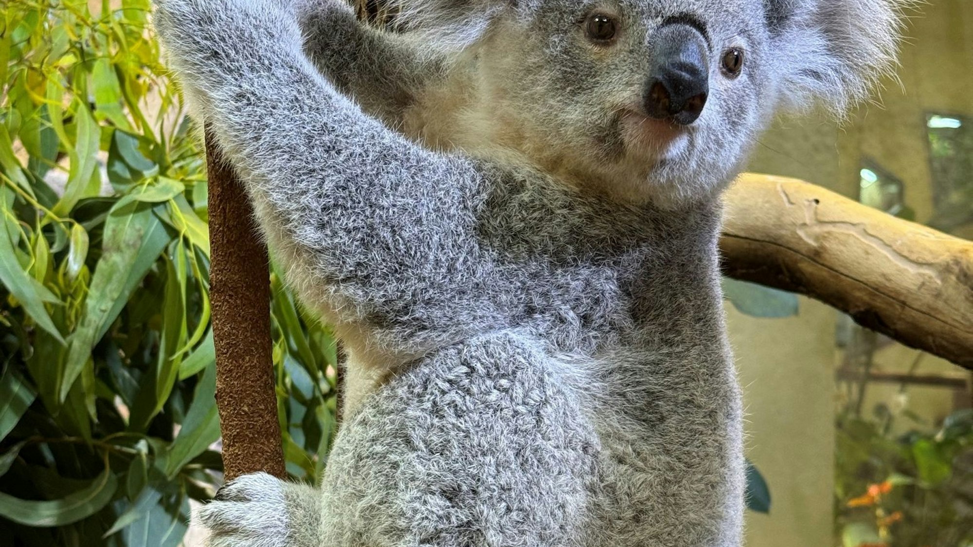Koala-Weibchen Kiri zieht um