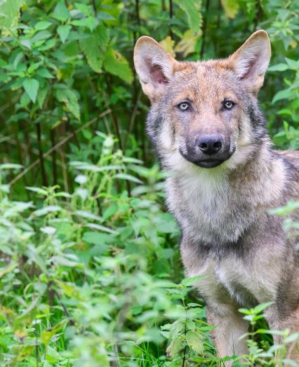 Wolf