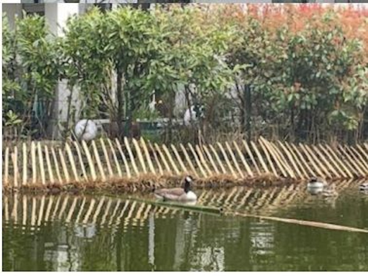 Bambusspitzen ragen dicht an dicht am Ufer eines Gewässers aus dem Boden.