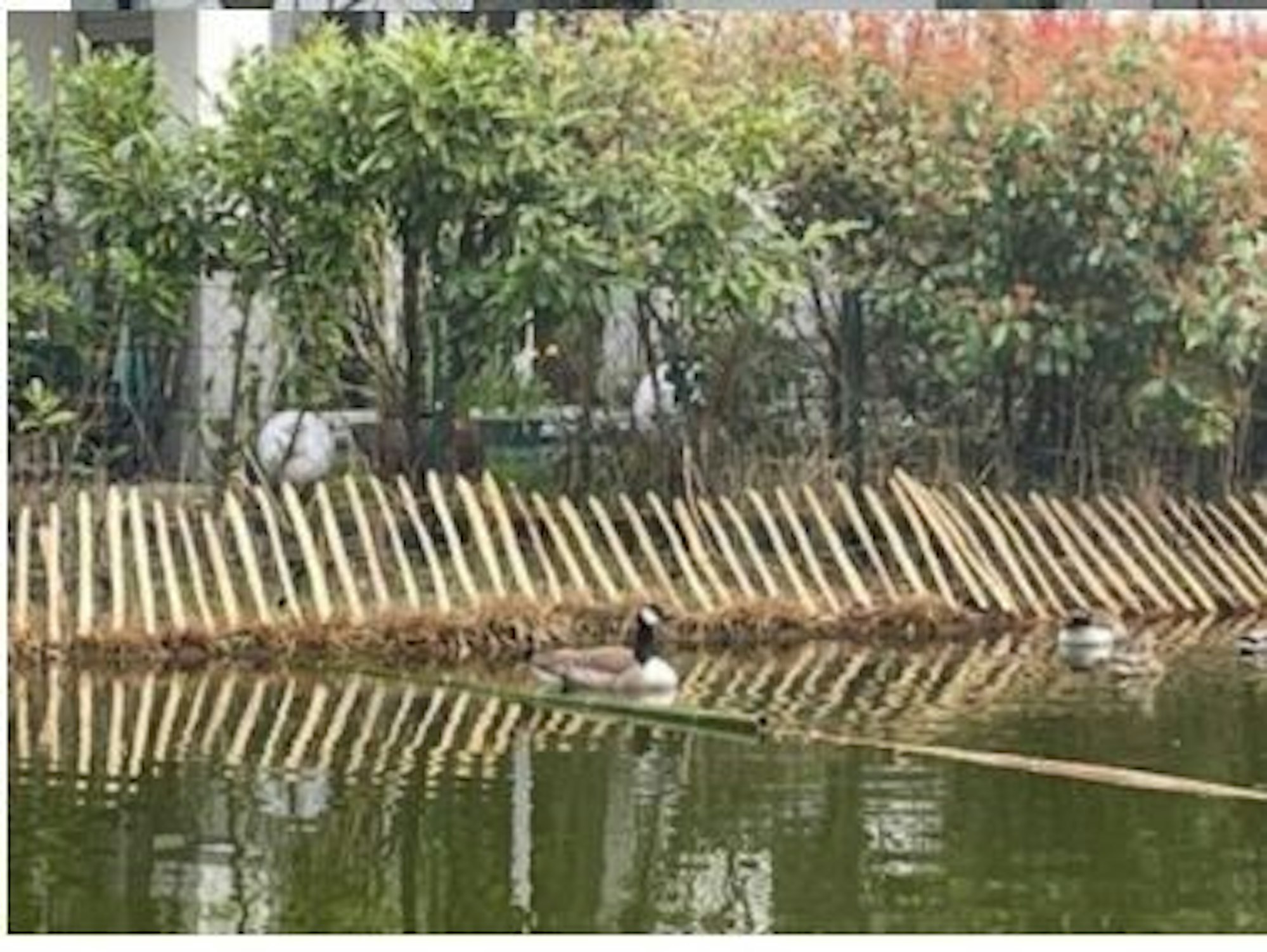 Bambusspitzen ragen dicht an dicht am Ufer eines Gewässers aus dem Boden.