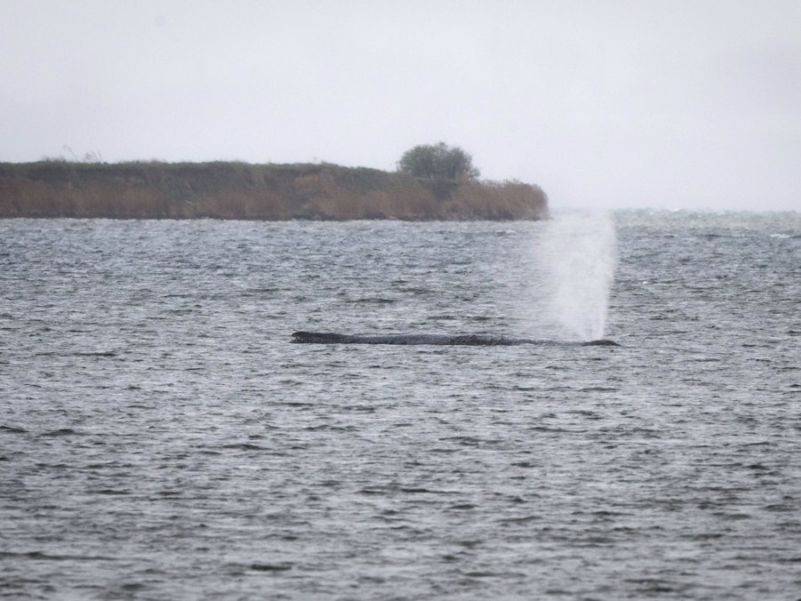 Buckelwal spritzt Wasser in der Ostsee