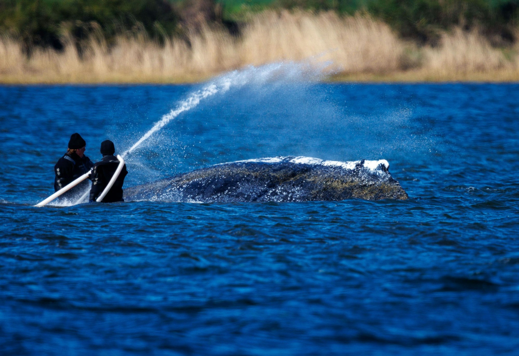 Helfer sind direkt am Buckelwal vor der Insel Poel im Einsatz und bespritzen das Tier mit Wasser.
