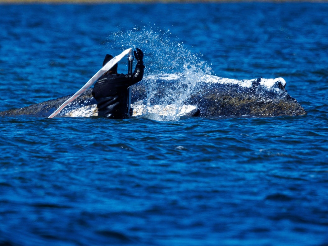 Helfer sind direkt am Buckelwal vor der Insel Poel im Einsatz und versuchen mit Saug- und Spülgerät den Wal zu entlasten. Der Wal liegt an der gleichen Stelle wie am Vorabend.