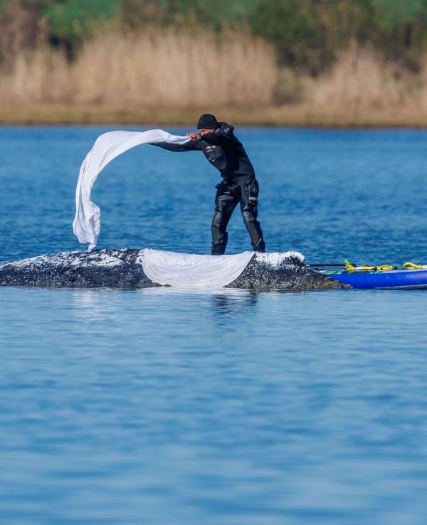 Ein Helfer wirft nasse Tücher zum Schutz der Haut auf den Rücken des festliegenden Buckelwals vor der Insel Poel.