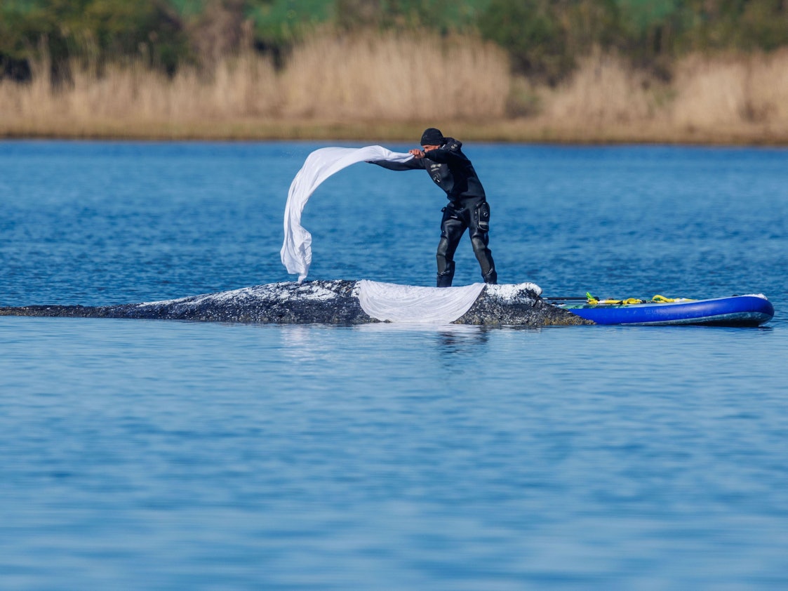Ein Helfer wirft nasse Tücher zum Schutz der Haut auf den Rücken des festliegenden Buckelwals vor der Insel Poel.