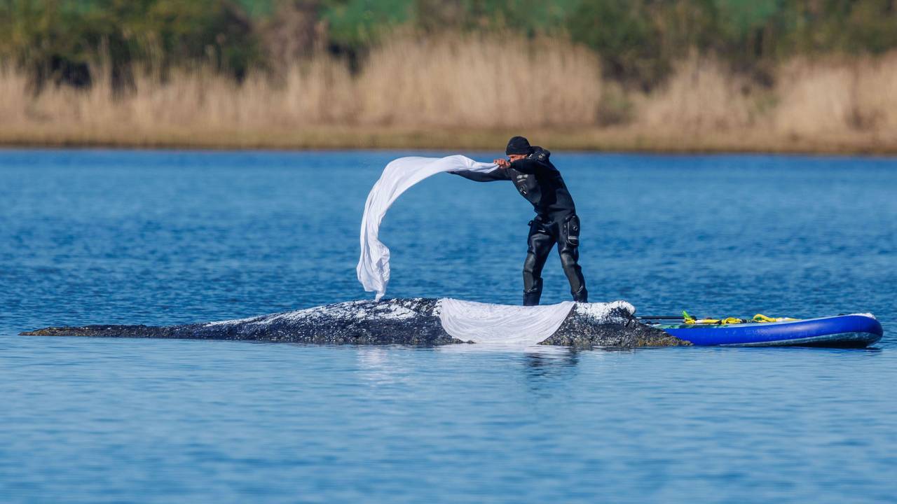 Ein Helfer wirft nasse Tücher zum Schutz der Haut auf den Rücken des festliegenden Buckelwals vor der Insel Poel.