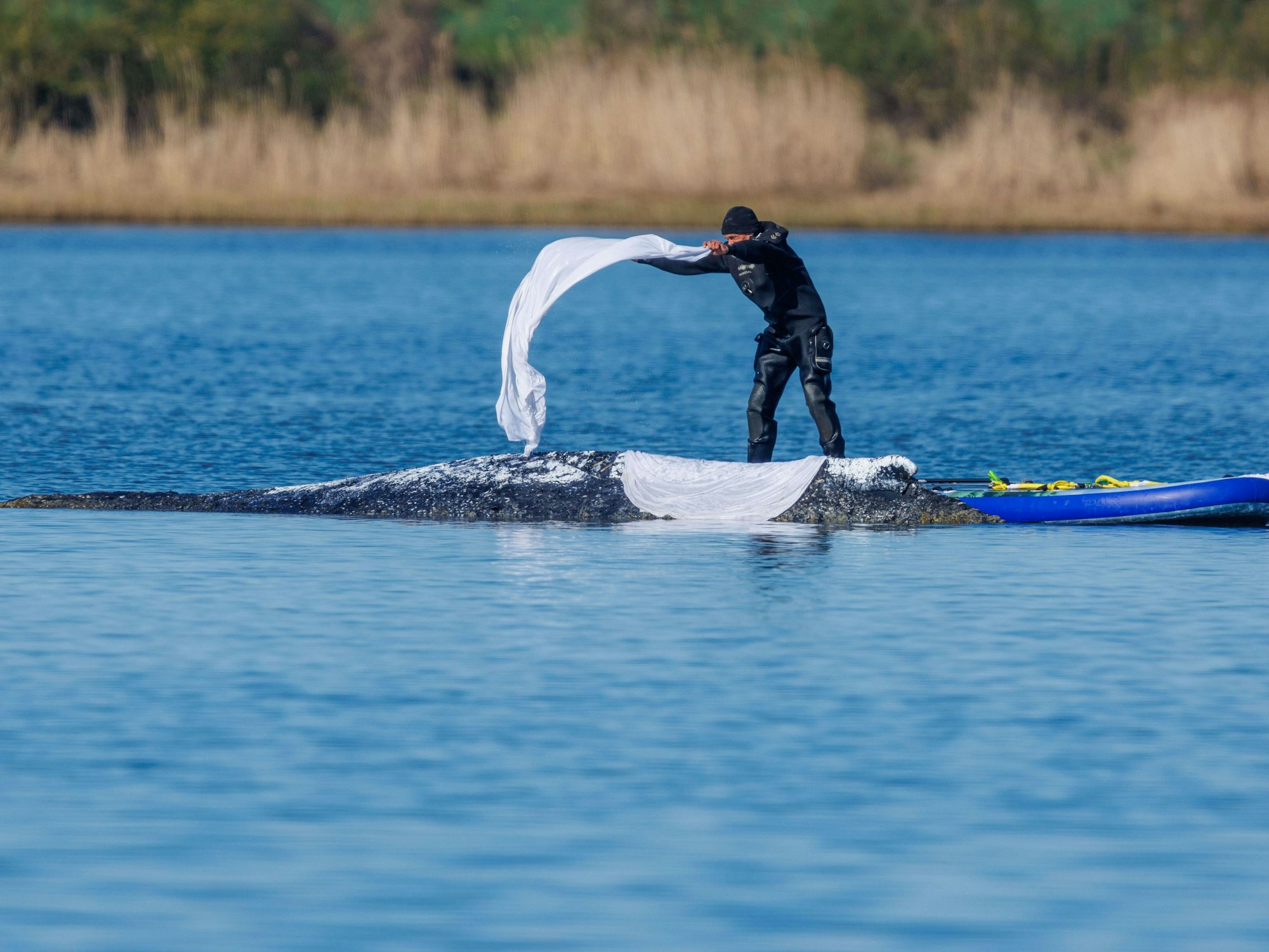 Ein Helfer wirft nasse Tücher zum Schutz der Haut auf den Rücken des festliegenden Buckelwals vor der Insel Poel.