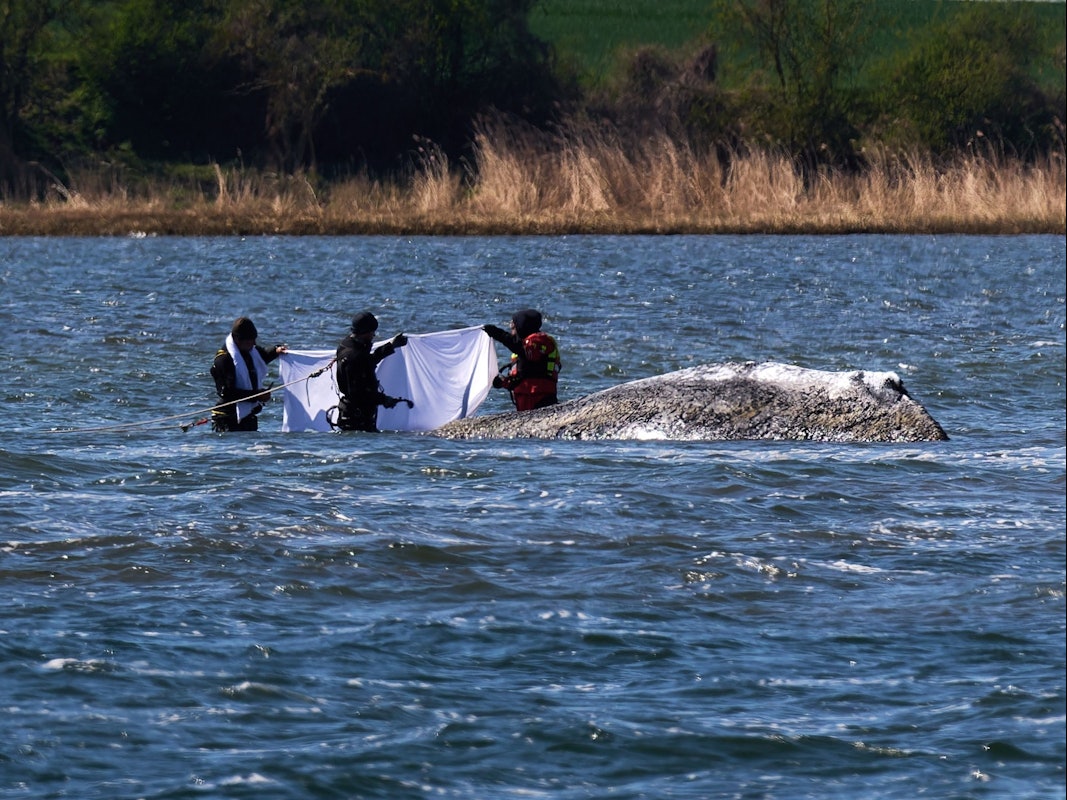 Buckelwal liegt wieder vor der Insel Poel.