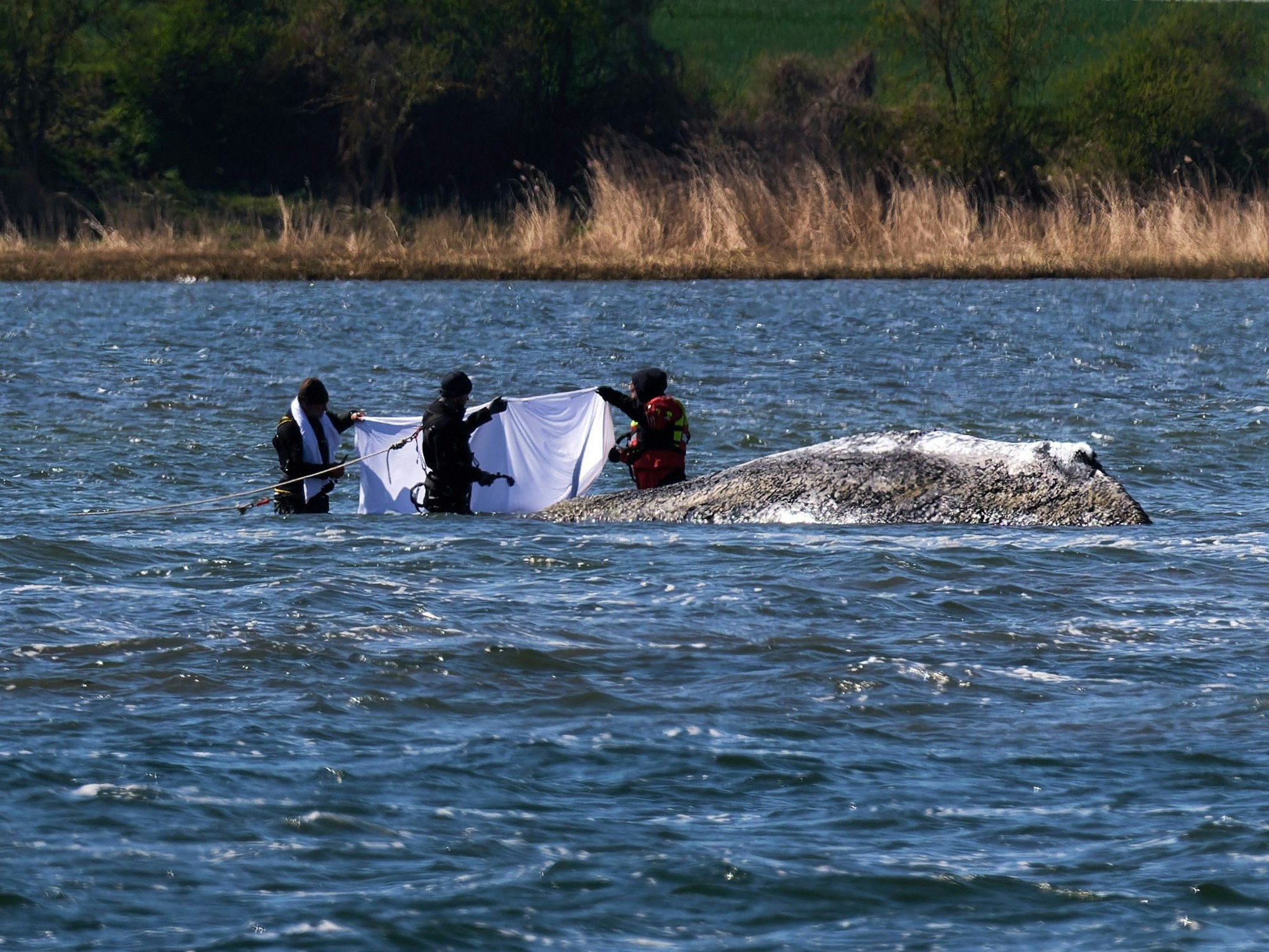Buckelwal liegt wieder vor der Insel Poel.
