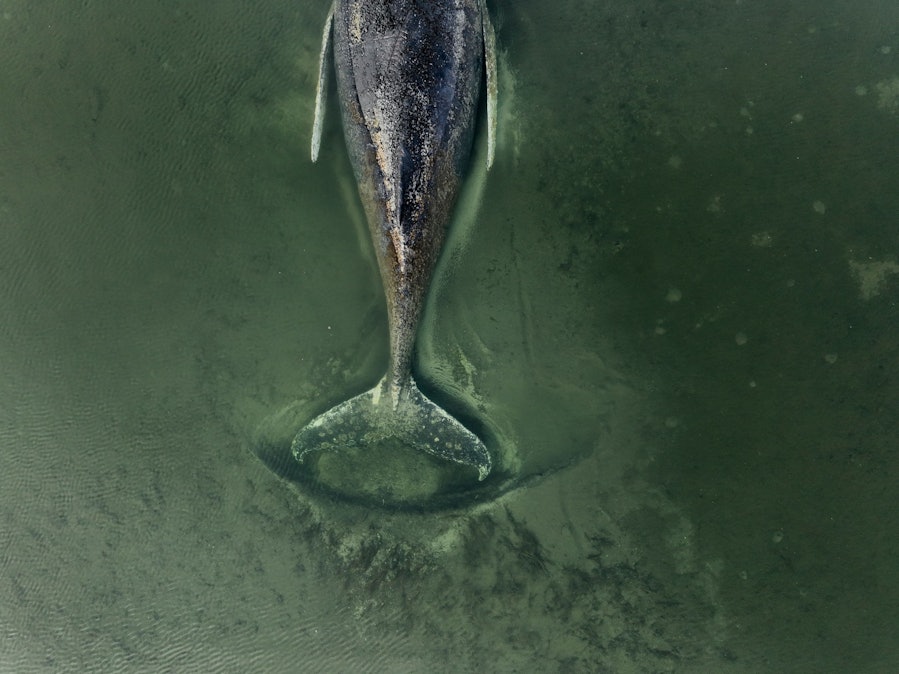 Wal schwimmt durch flaches, grünes Wasser