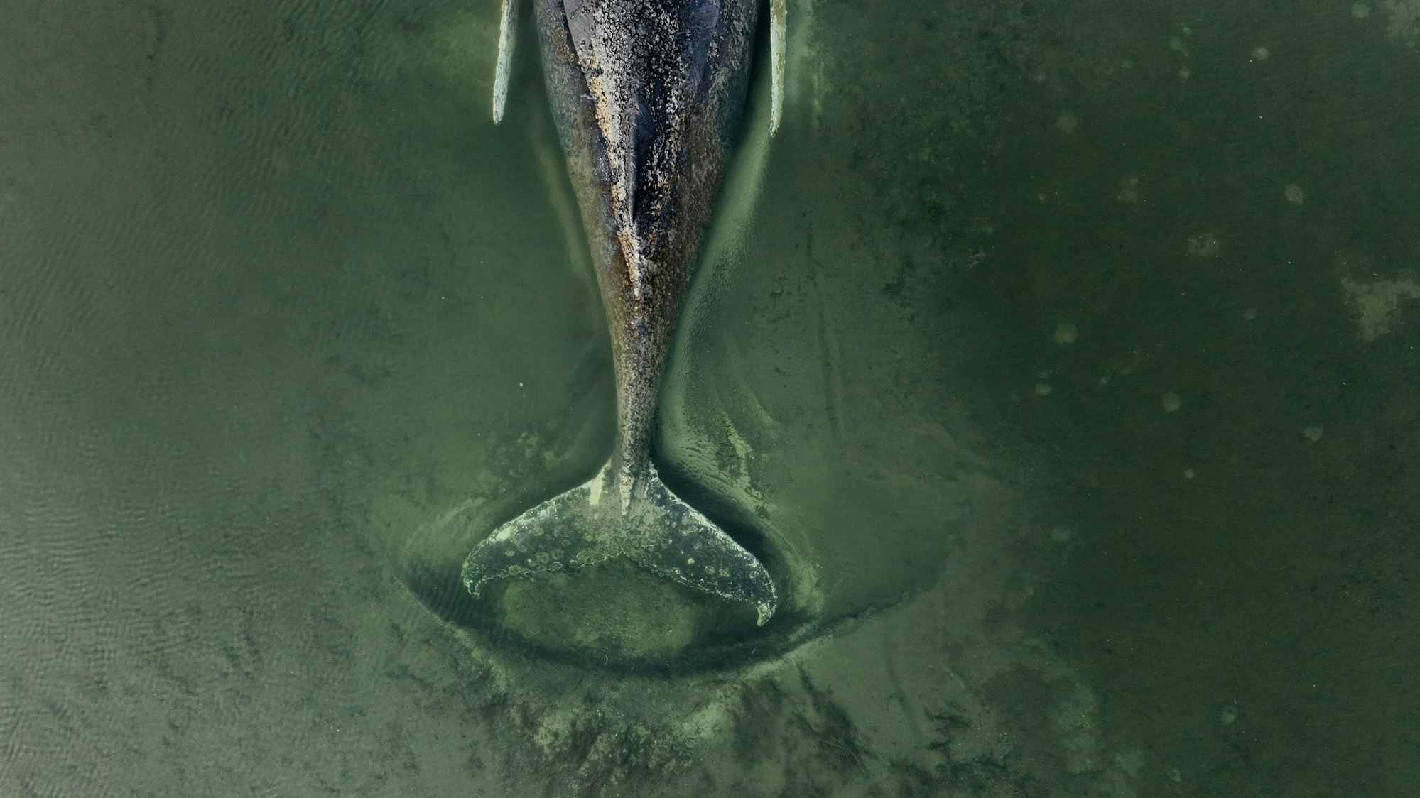 Wal schwimmt durch flaches, grünes Wasser