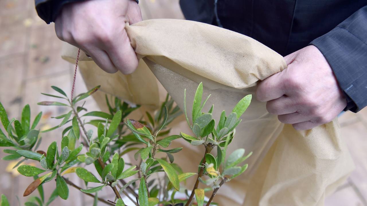 Frau deckt einen Olivenbaum mit Vlies ab