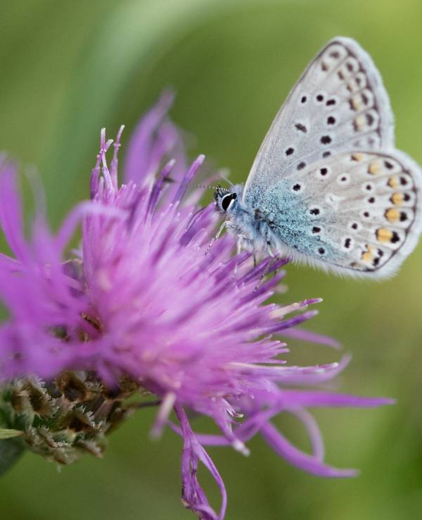 Ein Hauhechel-Bläuling-Schmetterling sitzt auf einer Flockenblume