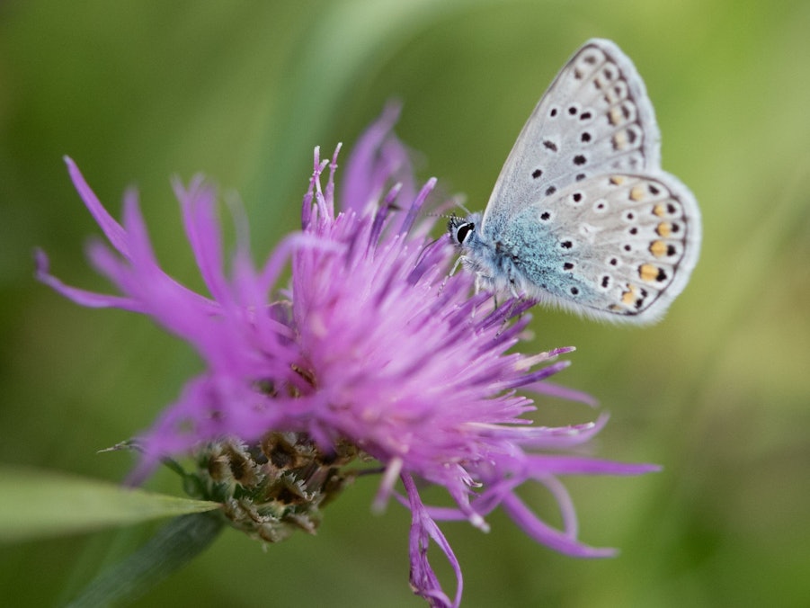 Ein Hauhechel-Bläuling-Schmetterling sitzt auf einer Flockenblume