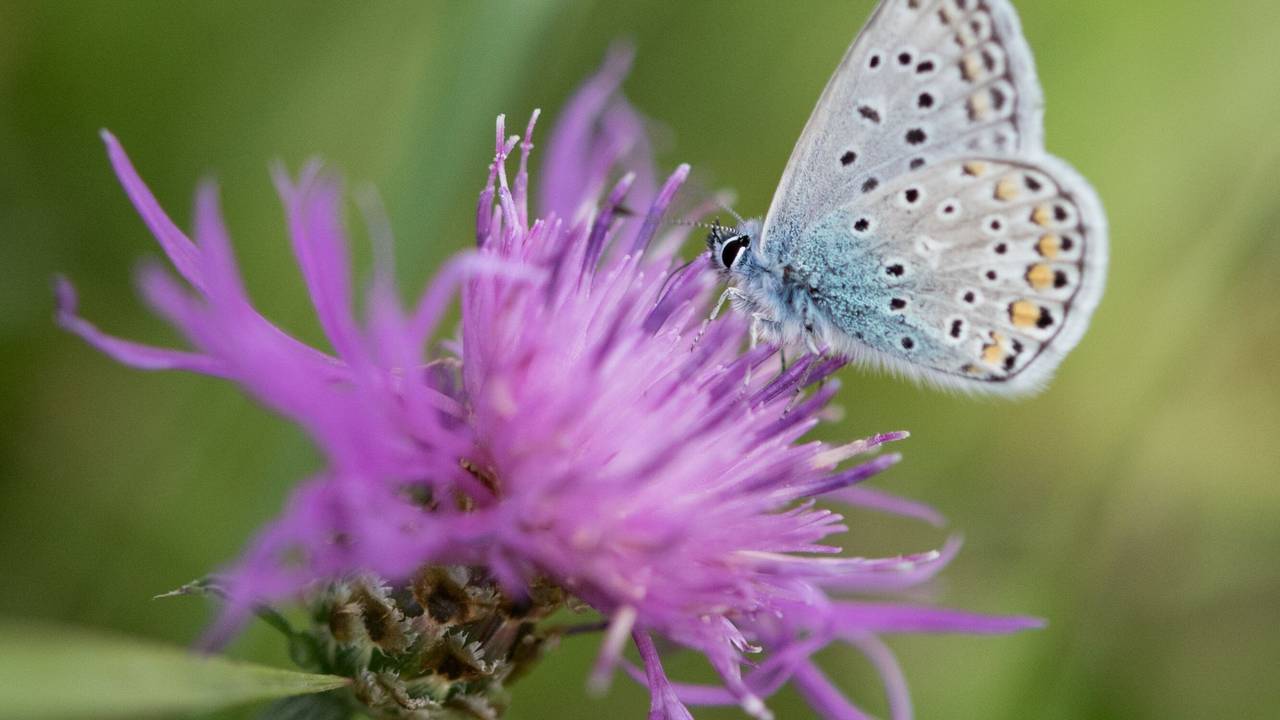 Ein Hauhechel-Bläuling-Schmetterling sitzt auf einer Flockenblume