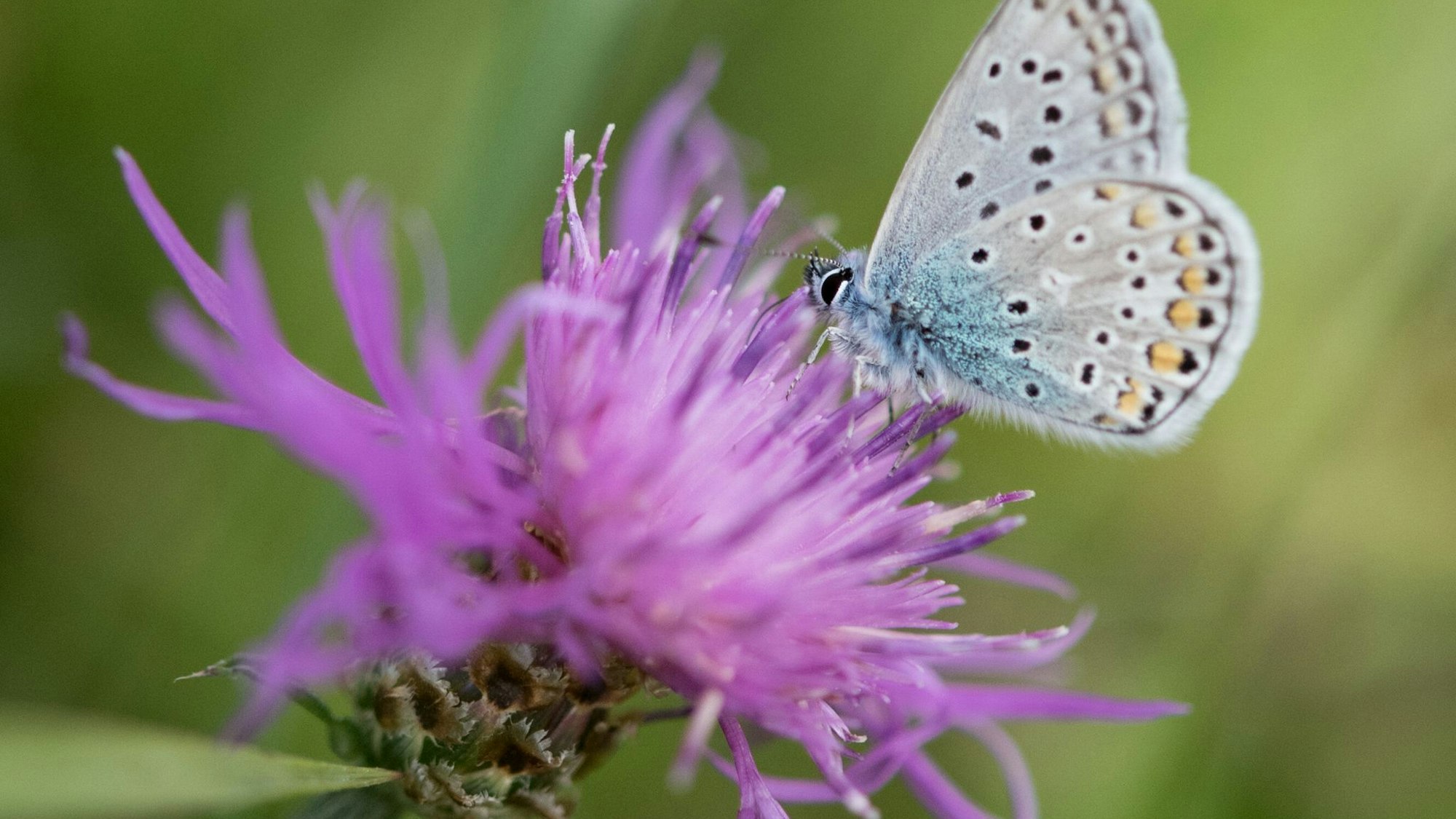 Ein Hauhechel-Bläuling-Schmetterling sitzt auf einer Flockenblume