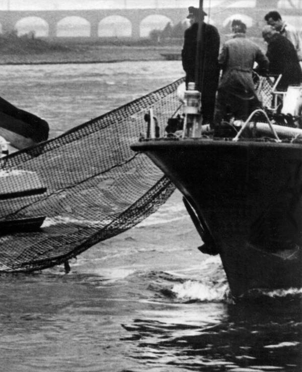 Jagd auf Moby Dick: Der Duisburger Zoodirektor Dr. Wolfgang Gewalt organisierte Tennisnetze, um den Beluga zu fangen. Aber Moby entkam seinen Verfolgern immer wieder (Archivfoto).