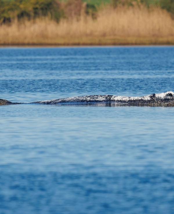Weitere Entwicklung zum Buckelwal in der Ostsee