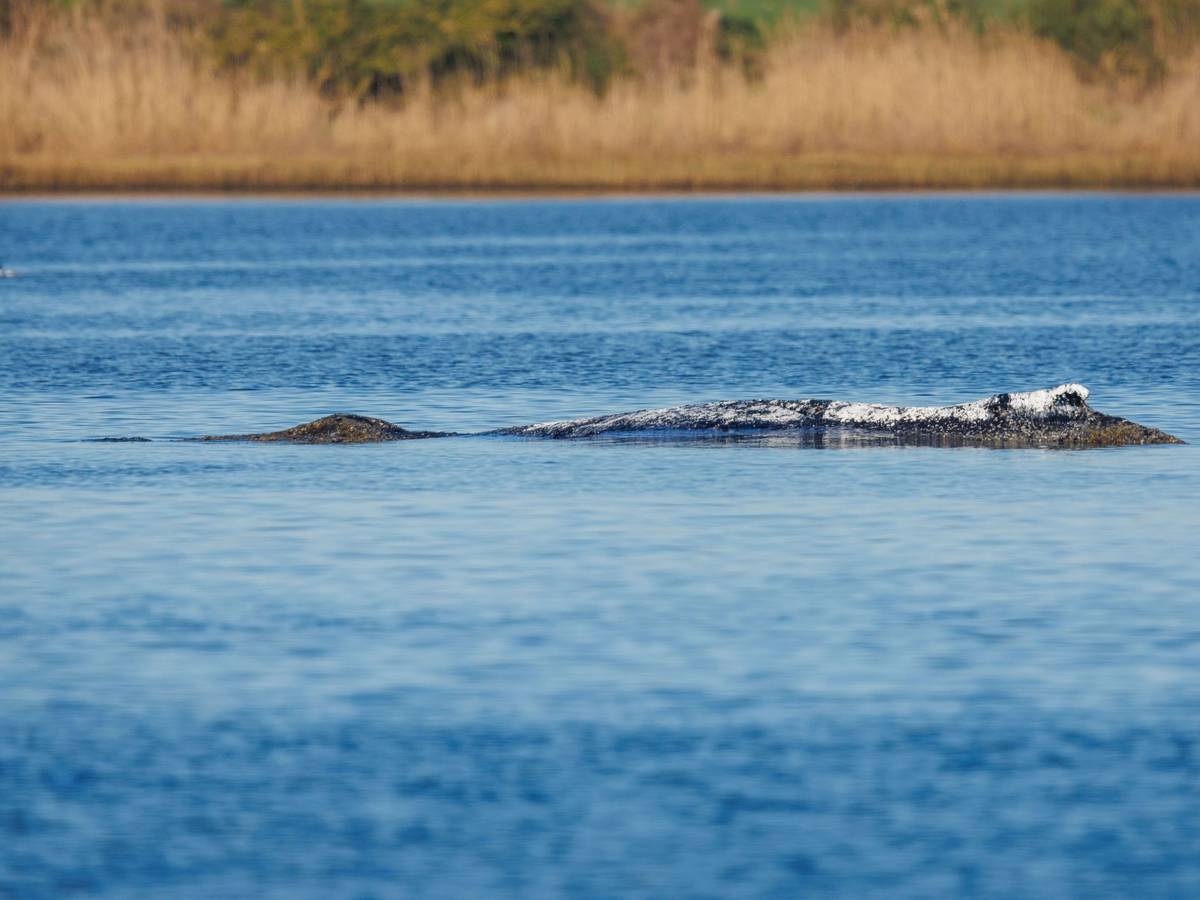 Weitere Entwicklung zum Buckelwal in der Ostsee