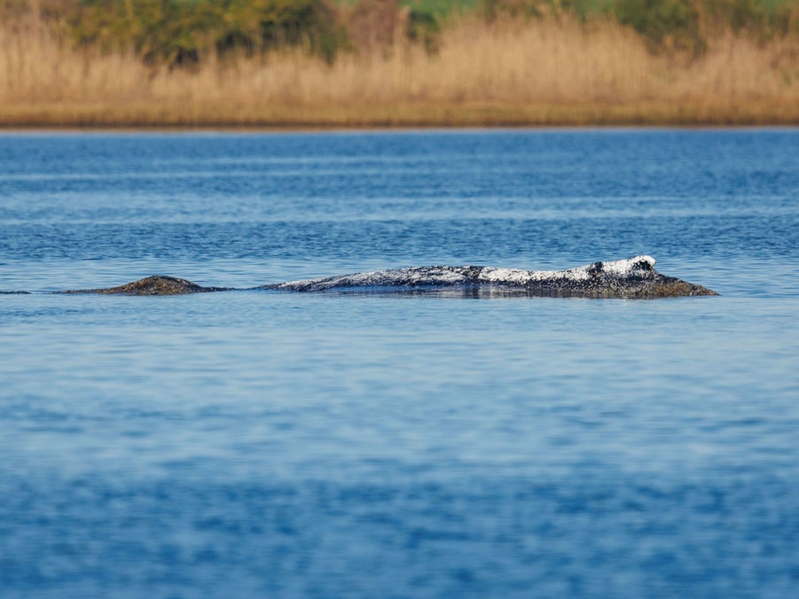 Weitere Entwicklung zum Buckelwal in der Ostsee