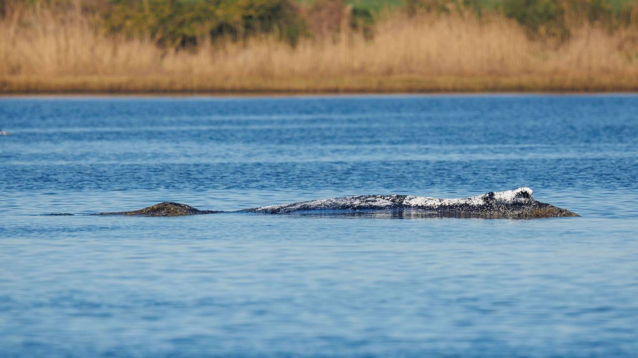 Weitere Entwicklung zum Buckelwal in der Ostsee