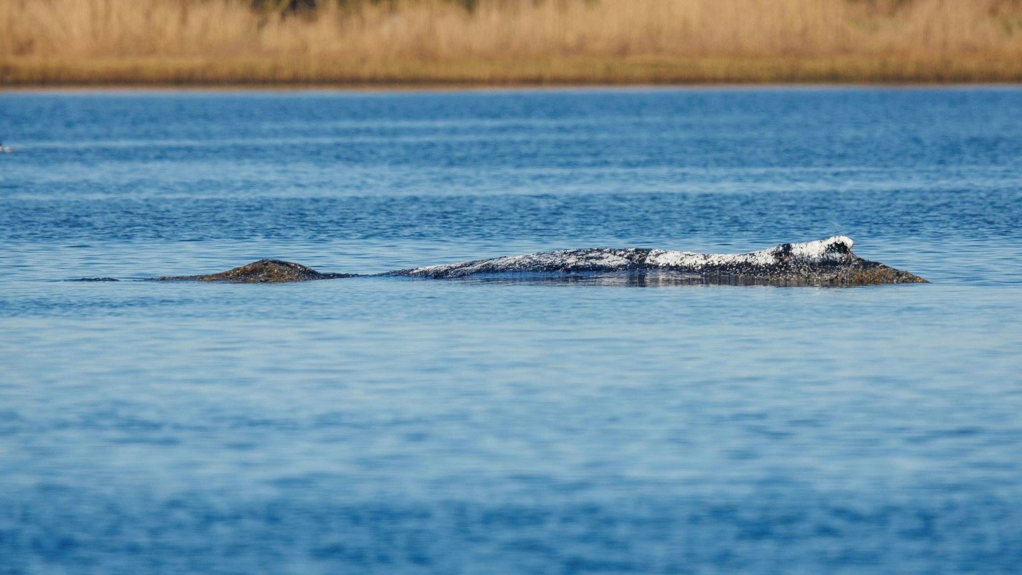 Weitere Entwicklung zum Buckelwal in der Ostsee
