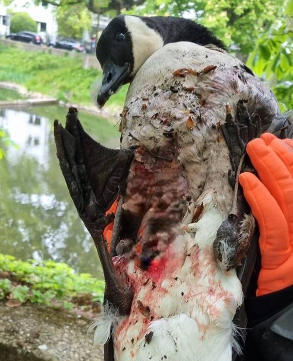 Eine Person hält eine Gans mit blutigem Gefieder fest.
