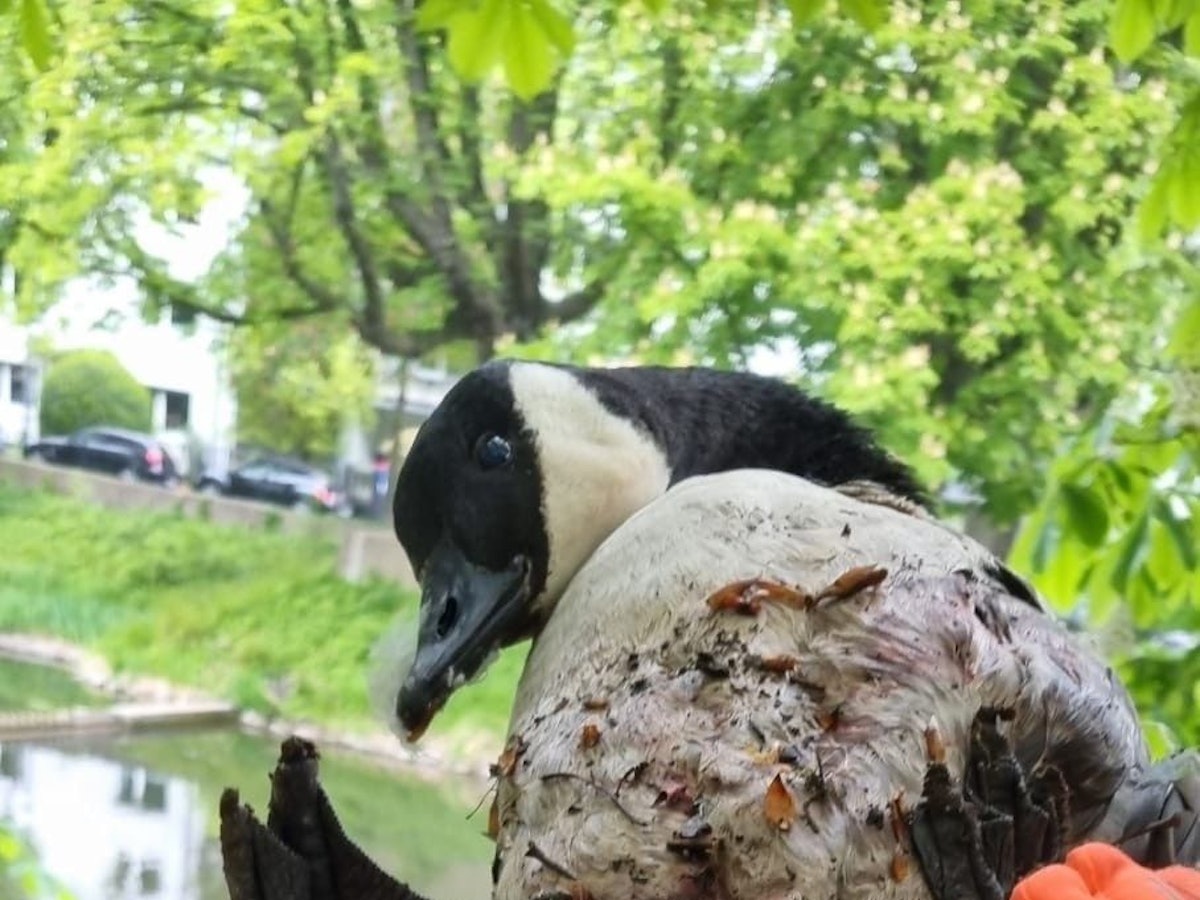 Eine Person hält eine Gans mit blutigem Gefieder fest.