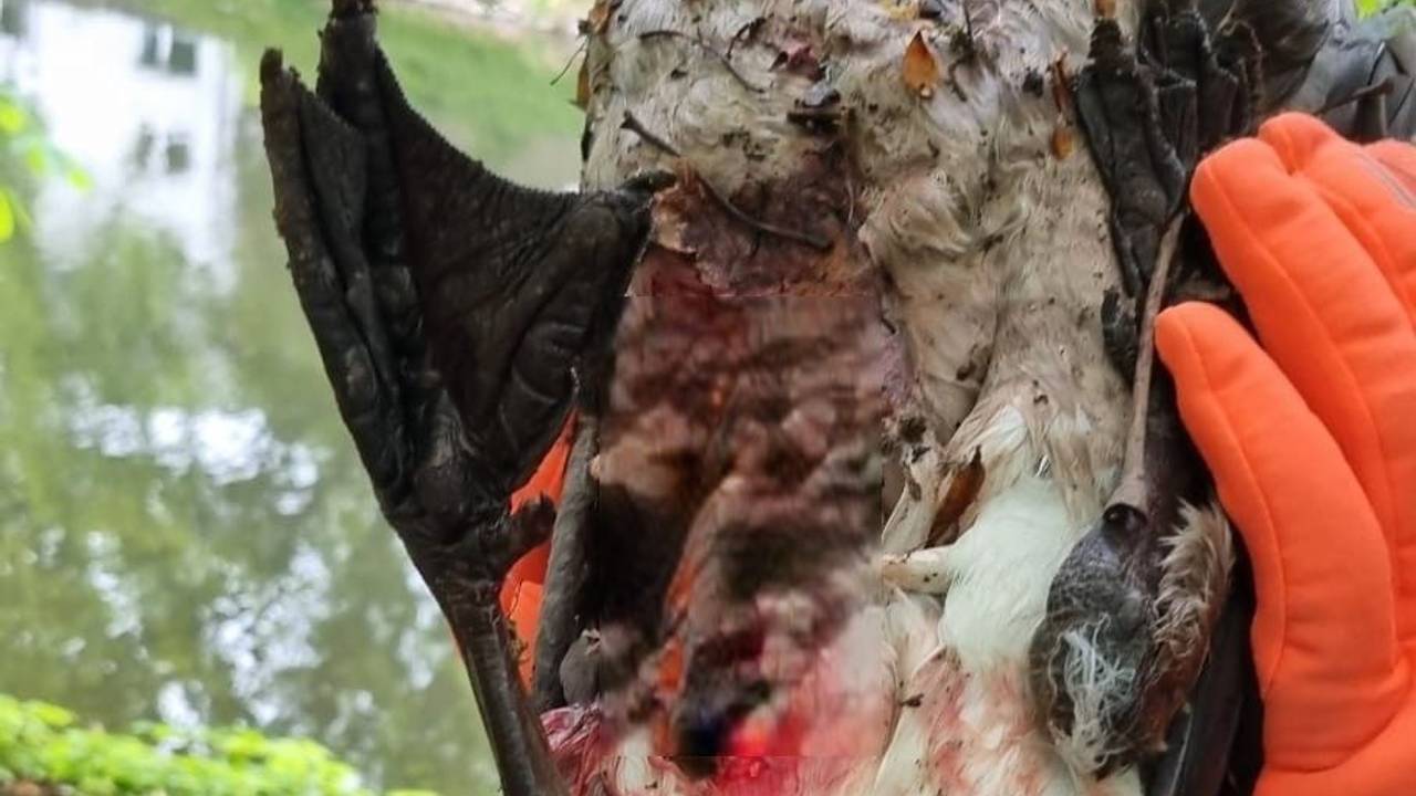 Eine Person hält eine Gans mit blutigem Gefieder fest.