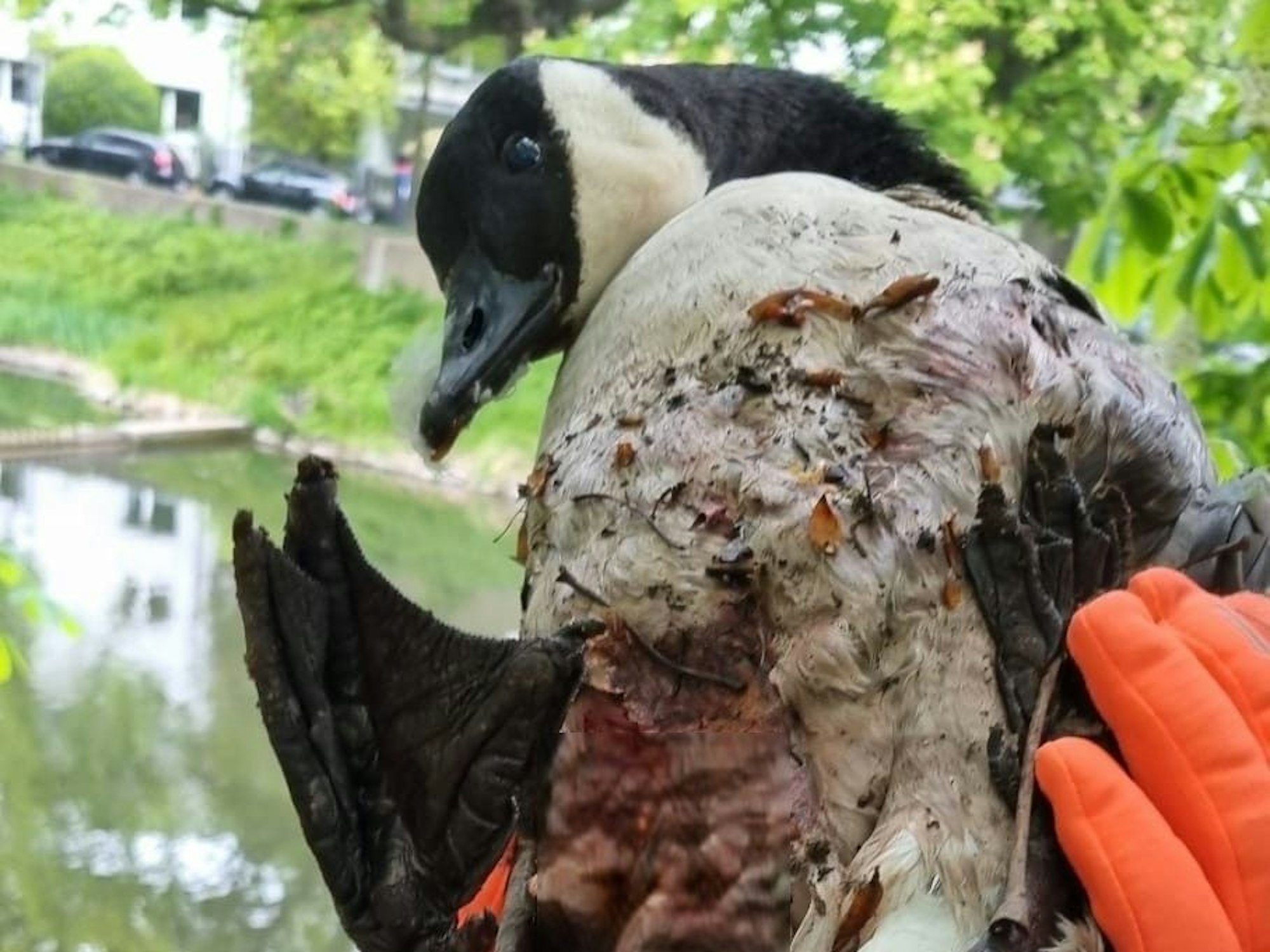 Eine Person hält eine Gans mit blutigem Gefieder fest.